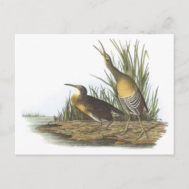 Clapper Rail van Audubon Briefkaart