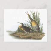 Clapper Rail van Audubon Briefkaart (Voorkant)