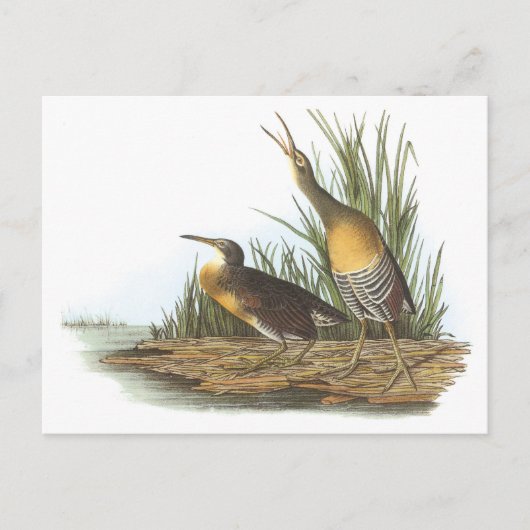 Clapper Rail van Audubon Briefkaart (Voorkant)