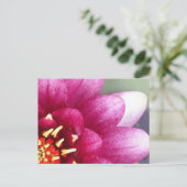Claret Colour Water Lily Post Card Briefkaart (Staand voorkant)