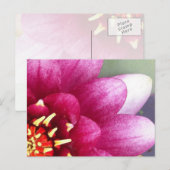 Claret Colour Water Lily Post Card Briefkaart (Voorkant / Achterkant)