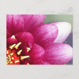 Claret Colour Water Lily Post Card Briefkaart