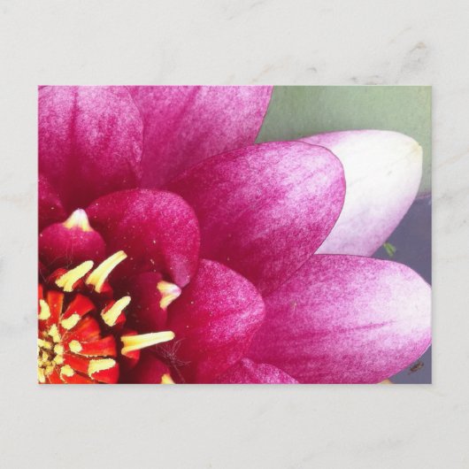 Claret Colour Water Lily Post Card Briefkaart (Voorkant)