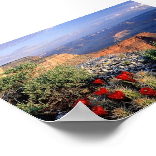 Claret Cup Cactus, Arizona Poster (Hoek)