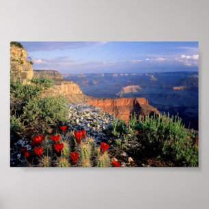 Claret Cup Cactus, Arizona Poster