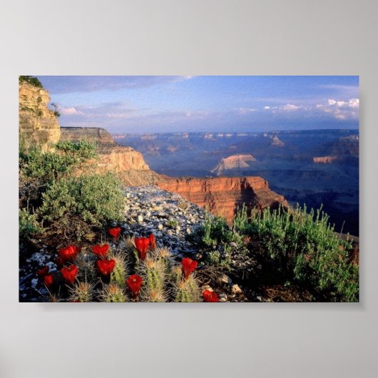 Claret Cup Cactus, Arizona Poster (Voorkant)