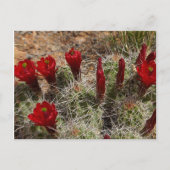 Claret Cup cactus bloemen 2 Briefkaart (Voorkant)