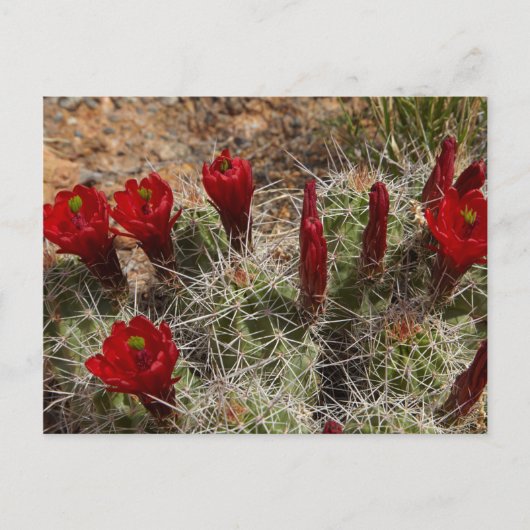 Claret Cup cactus bloemen 2 Briefkaart (Voorkant)