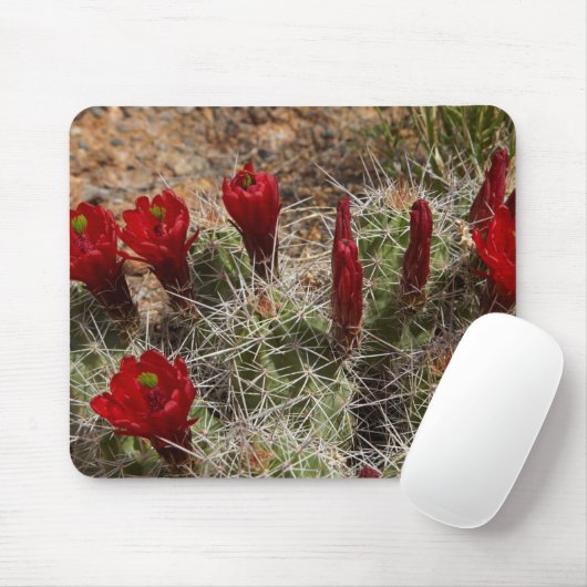 Claret Cup cactus bloemen 2 Muismat (Met muis)