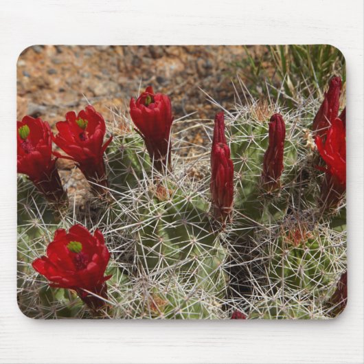 Claret Cup cactus bloemen 2 Muismat (Voorkant)