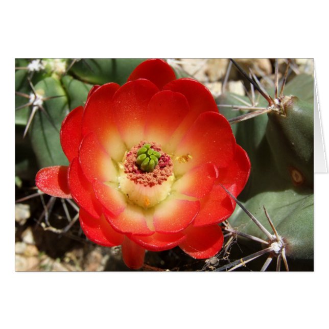 Claret Cup Cactus Blossom (Voorkant Horizontaal)