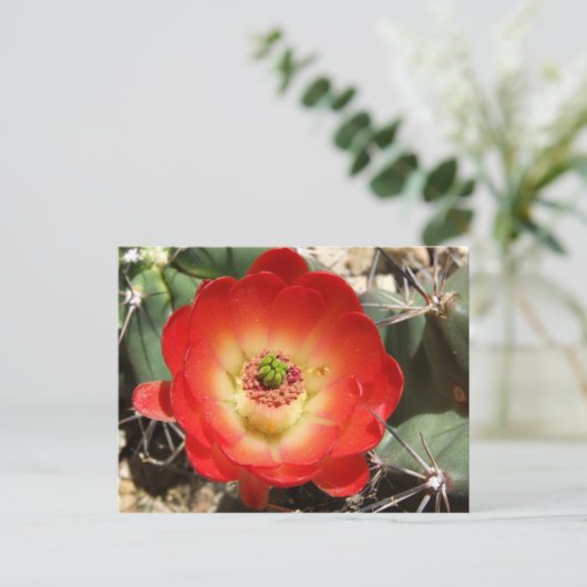 Claret Cup Cactus Blossom Briefkaart (Staand voorkant)