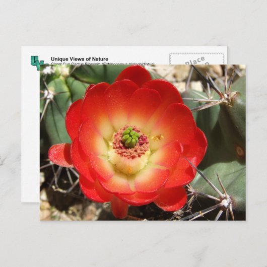 Claret Cup Cactus Blossom Briefkaart (Voorkant / Achterkant)