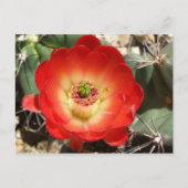 Claret Cup Cactus Blossom Briefkaart (Voorkant)