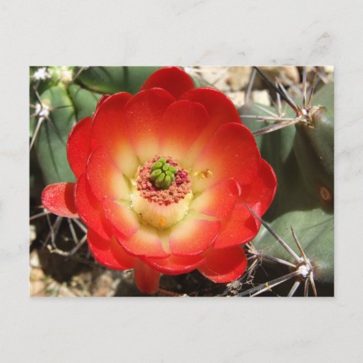 Claret Cup Cactus Blossom Briefkaart (Voorkant)