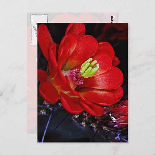 Claret cup cactus (Echinocereus triglochidiatus) Briefkaart (Voorkant / Achterkant)