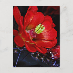 Claret cup cactus (Echinocereus triglochidiatus) Briefkaart