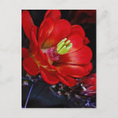 Claret cup cactus (Echinocereus triglochidiatus) Briefkaart (Voorkant)