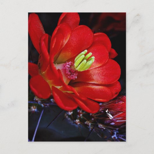 Claret cup cactus (Echinocereus triglochidiatus) Briefkaart (Voorkant)