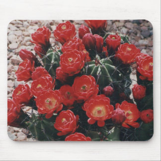 claret cup cactus muismat