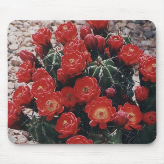 claret cup cactus muismat (Voorkant)