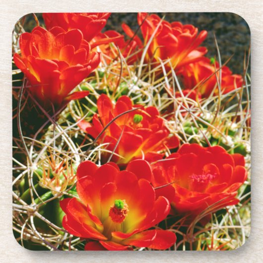 Claret Cup Cactus Wildbloemen Drankjes Onderzetter (Voorkant)