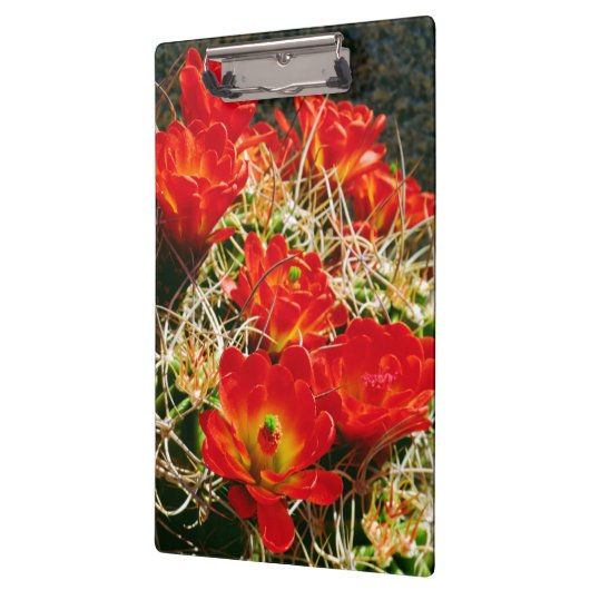 Claret Cup Cactus Wildbloemen Klembord (Links)