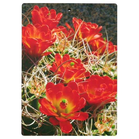 Claret Cup Cactus Wildbloemen Klembord (Achterkant)