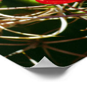 Claret Cup Cactus Wildbloemen Poster (Hoek)