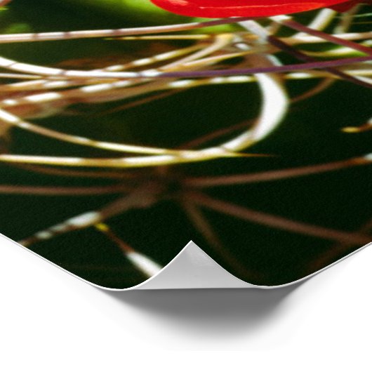 Claret Cup Cactus Wildbloemen Poster (Hoek)