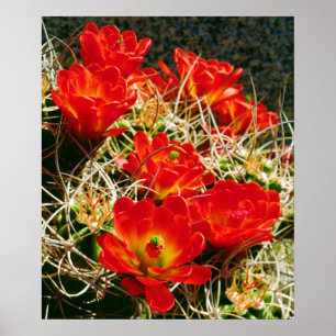 Claret Cup Cactus Wildbloemen Poster