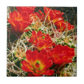 Claret Cup Cactus Wildbloemen Tegeltje (Voorkant)