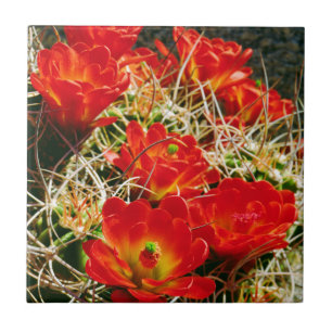 Claret Cup Cactus Wildbloemen Tegeltje