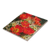 Claret Cup Cactus Wildbloemen Tegeltje (Zijkant)