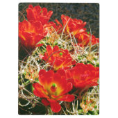 Claret Cup Cactus-wilde bloemen Klembord (Achterkant)