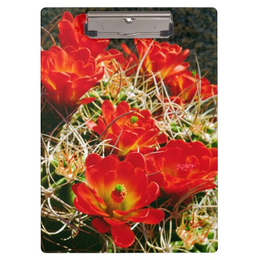 Claret Cup Cactus-wilde bloemen Klembord (Voorkant)