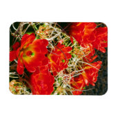 Claret Cup Cactus Wilde Bloemen Magneet (Horizontaal)