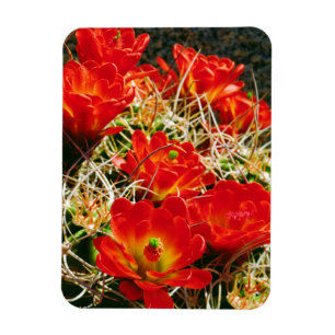 Claret Cup Cactus Wilde Bloemen Magneet
