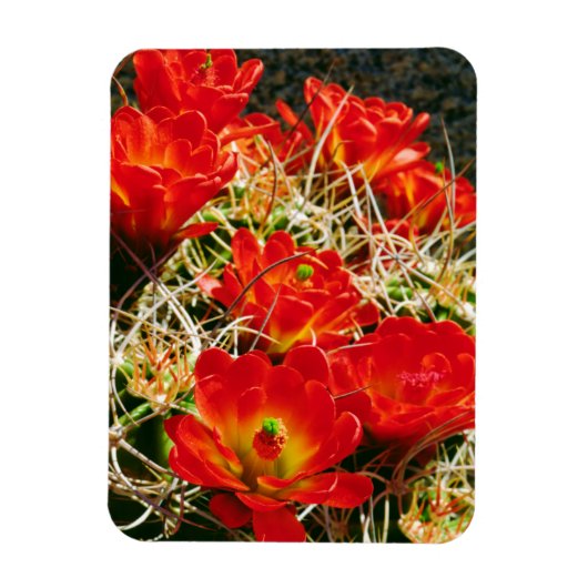 Claret Cup Cactus Wilde Bloemen Magneet (Verticaal)