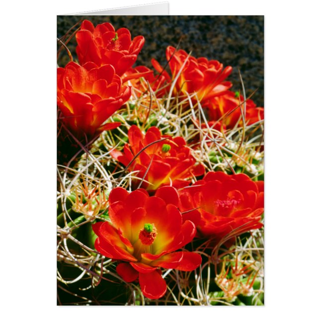 Claret Cup Cactus-wildebloemen (Voorkant)