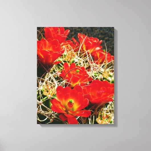 Claret Cup Cactus-wildebloemen Canvas Afdruk (Voorkant)