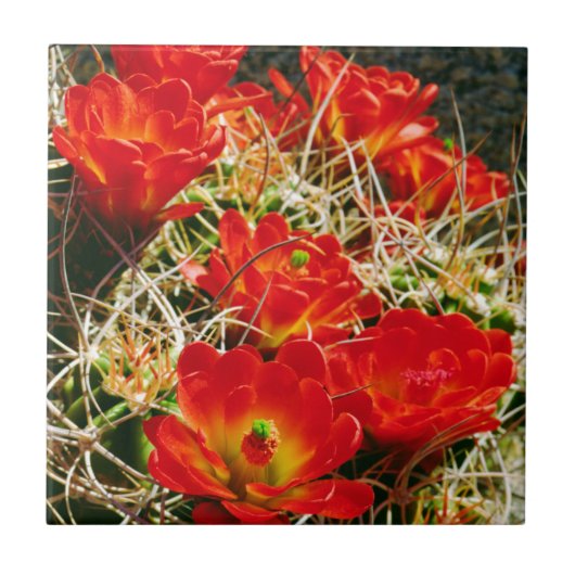 Claret Cup Cactus-wildebloemen Tegeltje (Voorkant)