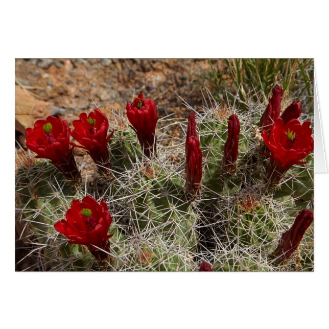 Claret Cup cactusbloemen 2 (Voorkant Horizontaal)