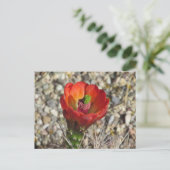 Claret Cup Hedegel Cactus Bloom Briefkaart (Staand voorkant)