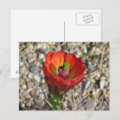 Claret Cup Hedegel Cactus Bloom Briefkaart (Voorkant / Achterkant)