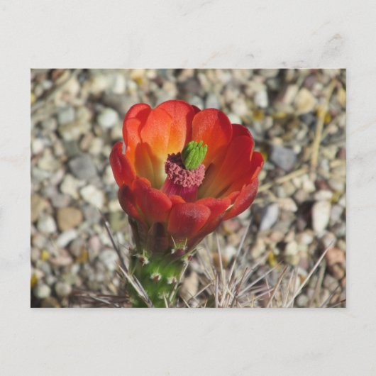 Claret Cup Hedegel Cactus Bloom Briefkaart (Voorkant)