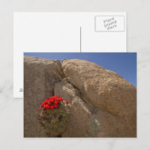 Claret cup of Mojave mound cactus in bloei Briefkaart (Voorkant / Achterkant)
