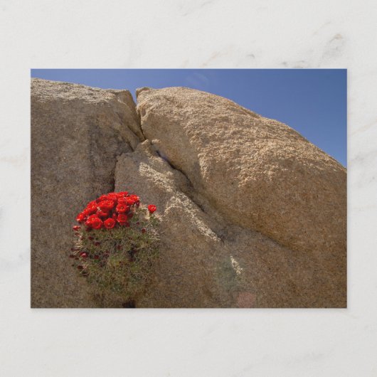 Claret cup of Mojave mound cactus in bloei Briefkaart (Voorkant)