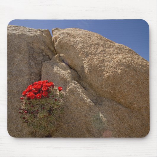 Claret cup of Mojave mound cactus in bloei Muismat (Voorkant)