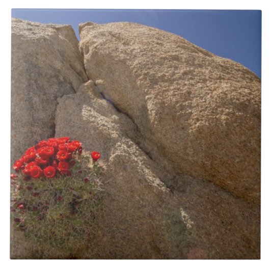 Claret cup of Mojave mound cactus in bloei Tegeltje (Voorkant)